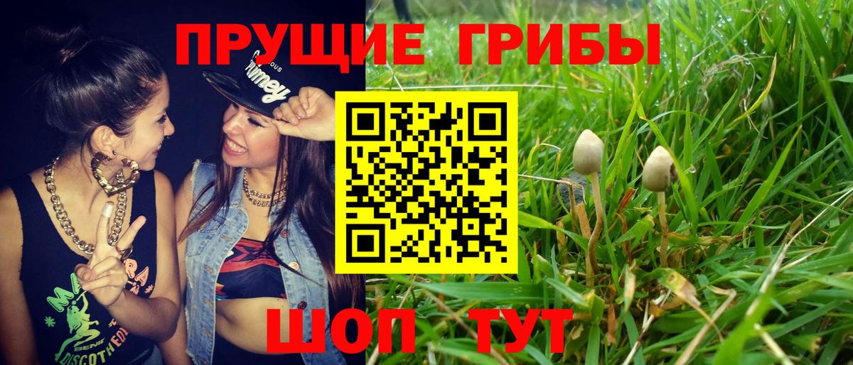 Псилоцибиновые грибы Cubensis Урюпинск